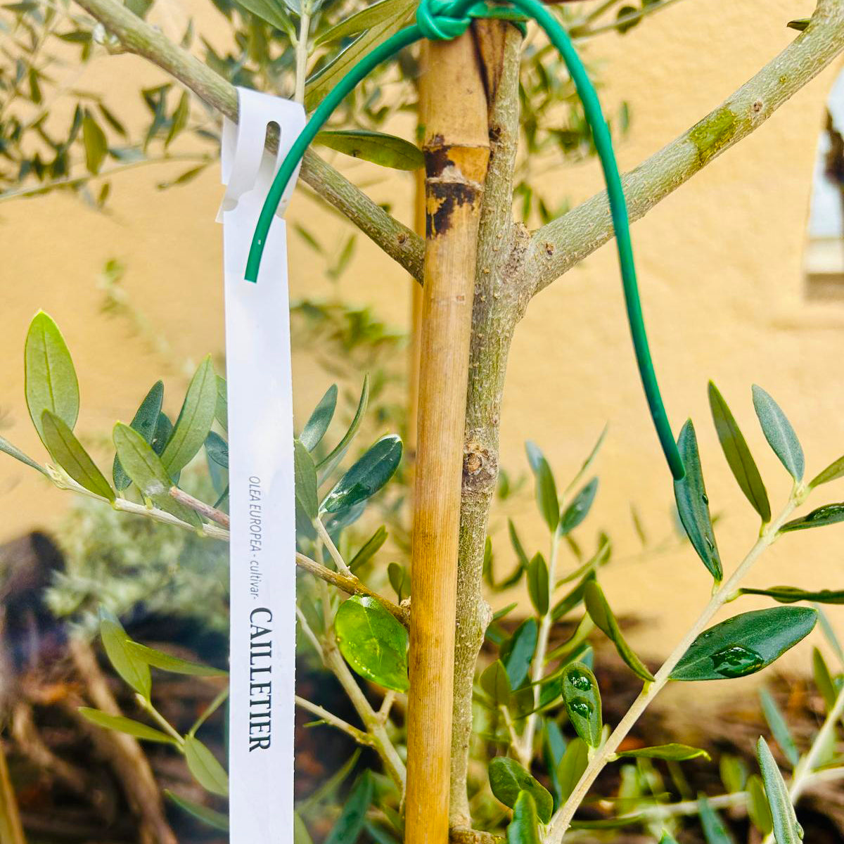 Gauthier Extra Virgin Olive Oil No.1 - Debut Saison 330ml