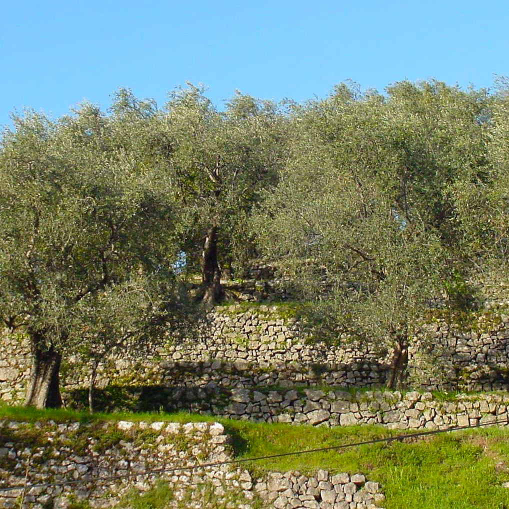 Gauthier Extra Virgin Olive Oil No.1 - Debut Saison 330ml